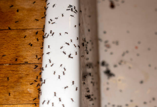 Best Flea Control Services  in Muldrow, OK