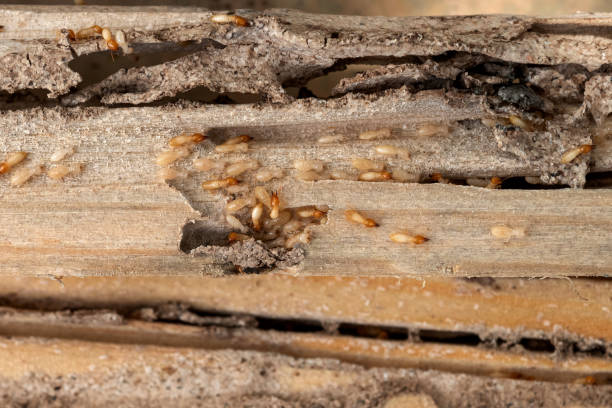 Best Rat Extermination Near Me  in Muldrow, OK