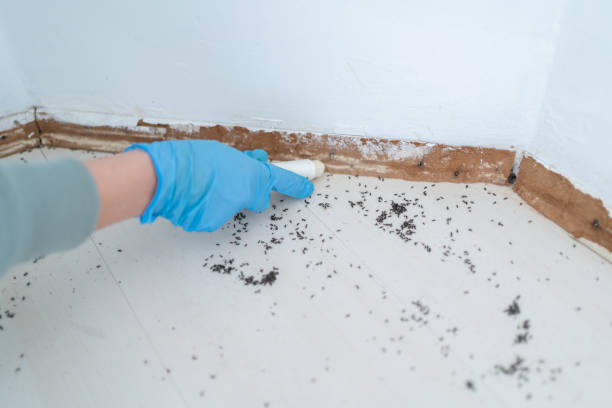 Best Ant Control Services  in Muldrow, OK
